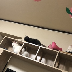 3Catsの向く先は…