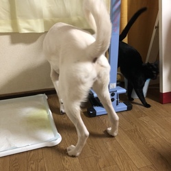 「3Catsの向く先は…」サムネイル2