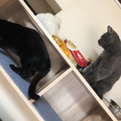 「3Catsの向く先は…」サムネイル3