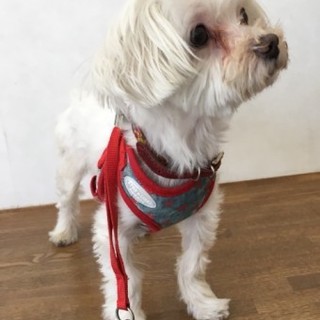 マルチーズのケビンくん