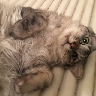 フレンドリーで甘えっ子レオン君♪