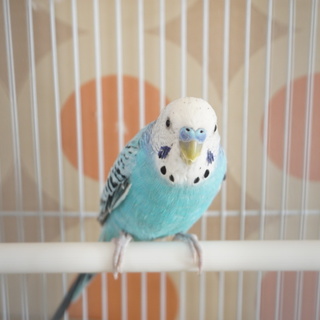 セキセイインコ♂3歳