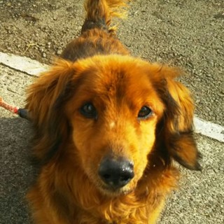 元気いっぱいﾀﾞｯｸｽ君☆