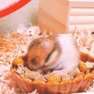 ゴールデンハムスター♡1月26日生まれ♡赤ちゃん