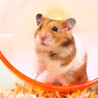 ゴールデンハムスター♡1月26日生まれ♡赤ちゃん サムネイル6