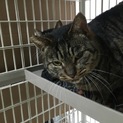 ドラ猫顔好き必見！性格バツグンの仮名アラン君5才