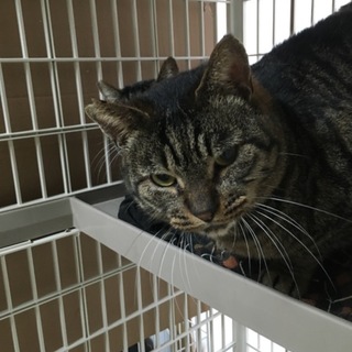 ドラ猫顔好き必見！性格バツグンの仮名アラン君5才