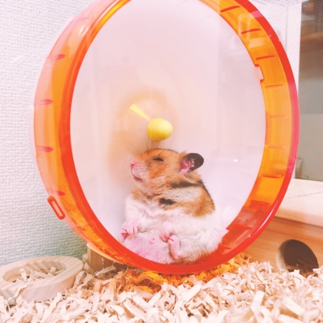 こびはむのカバー写真