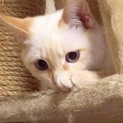 しとちゃん♡可愛い ブルーの目の 白猫ちゃん