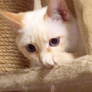 しとちゃん♡可愛い ブルーの目の 白猫ちゃん