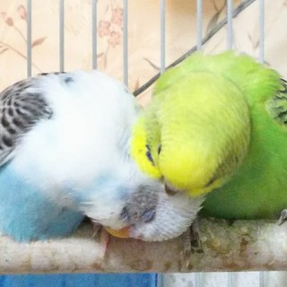 セキセイインコ幼鳥