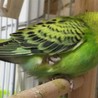 セキセイインコ幼鳥 サムネイル2
