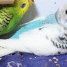 セキセイインコ幼鳥 サムネイル3