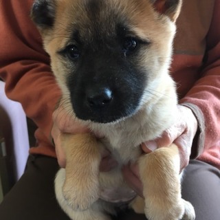 クマ顔の子犬  ちゃ熊ちゃん  里親さま募集です