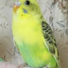 セキセイインコ幼鳥 サムネイル5