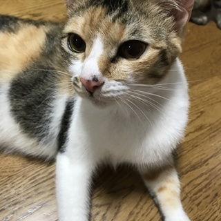 私の家族募集中です