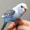 セキセイインコ幼鳥 サムネイル7