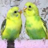 セキセイインコ幼鳥 サムネイル4