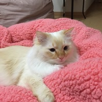 みるく