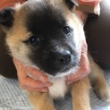 クマ顔の子犬  ベー熊ちゃん 里親さま募集です