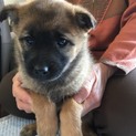 クマ顔の子犬 こげ熊ちゃん  里親さま募集です