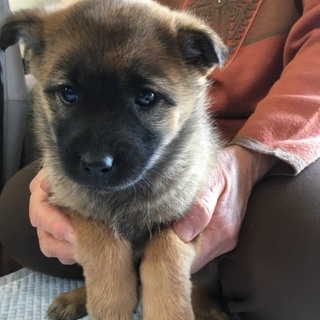 クマ顔の子犬 こげ熊ちゃん  里親さま募集です