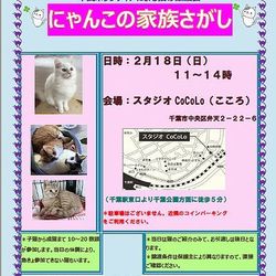 千葉市　にゃんこの家族さがし