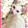 エアバス さん