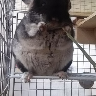 甘えたチンチラ