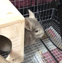 チンチラシナモン♂