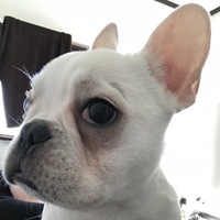 モチ