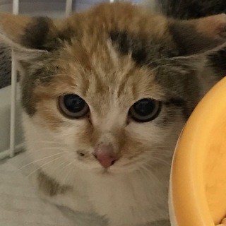 ちびミケ♪さくら　4ヶ月くらい
