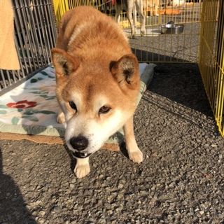 徳島 ポン太くん8歳K様に迎えて頂きました
