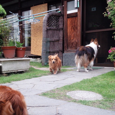 庭は散策と気分転換の場所です