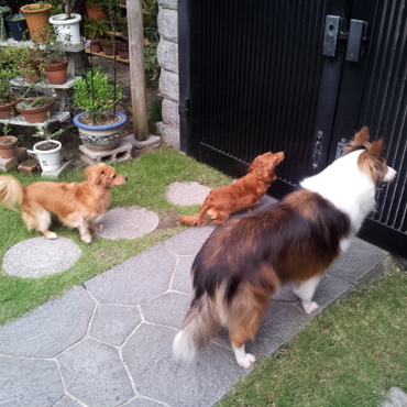 門の前で、お友だちや人が通のを観察してます(笑)