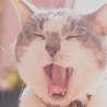 みーぎょ