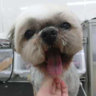 マリー　♀　シーズー