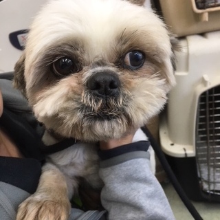 サリー　♀　シーズー