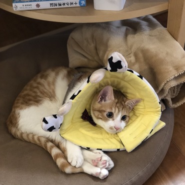 去勢手術後のホルスタイン