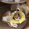 去勢手術後のホルスタイン