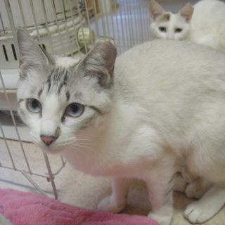 ミケ猫　Ａ子ちゃん、Ｂ子ちゃん