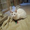 ミケ猫　Ａ子ちゃん、Ｂ子ちゃん サムネイル2
