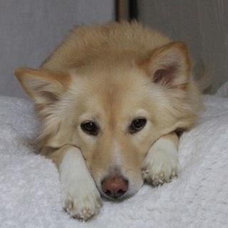 とても怖がりな女の子モーラです・