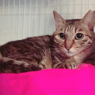 大阪府内多頭飼育崩壊からのレスキュー