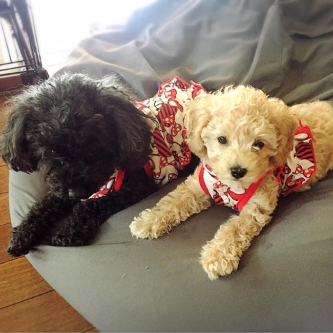 alowaのカバー写真