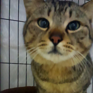 オスのキジトラ 人懐っこくて遊びたがり推定１～２才