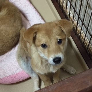 ３～４ヶ月子犬　（素直な甘えん坊）♪