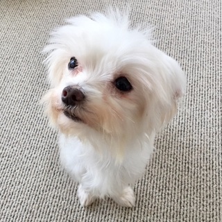 トライアル中です【No5】マルチーズの女の子