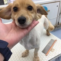 マロ