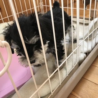 ミニチュアシュナウザーの仔犬です。生後５０日